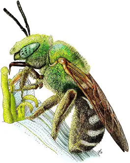 Hymenoptera Illustration Drucke: Green Metallic Bee