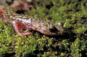 Nature Photography Animals Drucke: Green Salamander