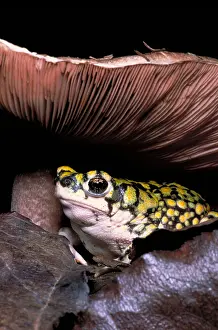 Amphibian Animal Drucke: Green toad
