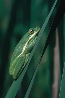 Green Tree Frog Drucke: Green Tree Frog