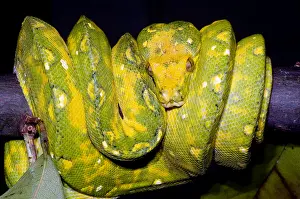 Green Tree Python Drucke: Green Tree Python