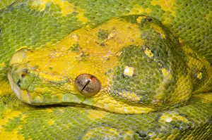 Green Tree Python Drucke: Green Tree Python