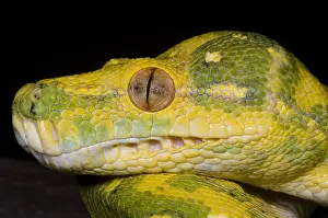 Green Tree Python Drucke: Green Tree Python