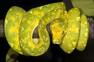 Green Tree Python Drucke: Green Tree Python