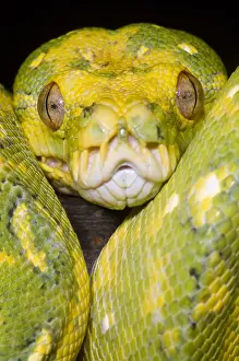 Green Tree Python Drucke: Green Tree Python