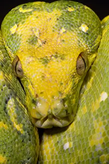 Green Tree Python Drucke: Green Tree Python