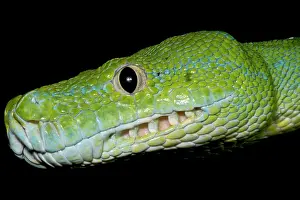 Grüner Baumpython (Morelia viridis)