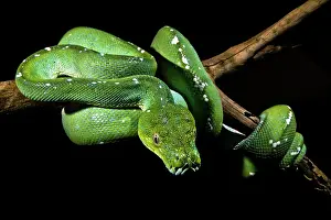 Green Tree Python Drucke: Green Tree Python (Morelia viridis)