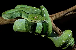 Green Tree Python Drucke: Green Tree Python (Morelia viridis)