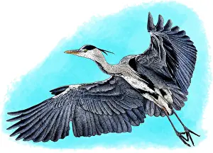 Ardea Cinerea Species Drucke: Grey heron