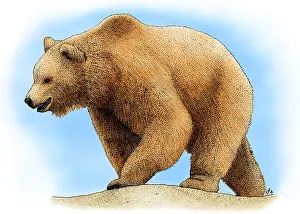 North American Fauna Drucke: Grizzly Bear