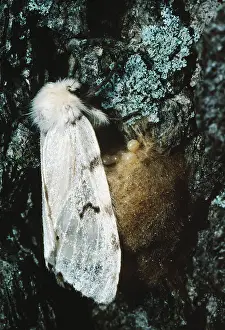 Deciduous Tree Pests Drucke: Gypsy moth lays eggs