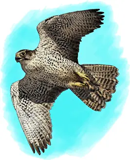 Birds Of Prey Illustrations Drucke: Gyrfalcon