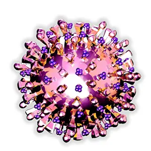 H5N1-Virus
