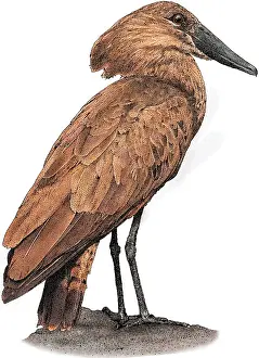 Hamerkop