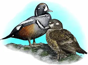 Gerahmter Druck : Harlekin-Enten Gerahmter Druck : Harlekin-Enten