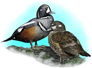 Wildlife Illustration Drucke: Harlequin Ducks