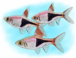 Tropical Aquarium Fish Drucke: Harlequin fish