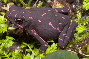 Animal Conservation Efforts Drucke: Harlequin Frog