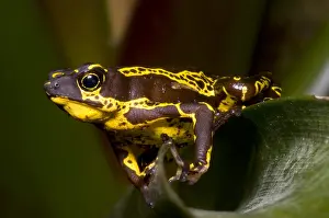 Animal Conservation Efforts Drucke: Harlequin Frog