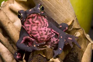 Animal Conservation Drucke: Harlequin Frog