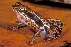 Critically Endangered Animals List Drucke: Harlequin Frog