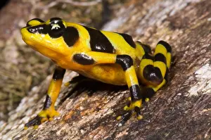 Wildlife Conservation Efforts Drucke: Harlequin Toad