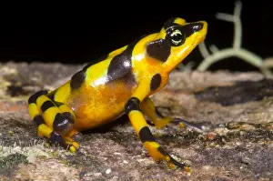 Wildlife Conservation Efforts Drucke: Harlequin Toad