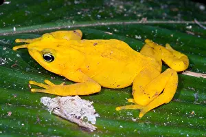Wildlife Conservation Efforts Drucke: Harlequin Toad