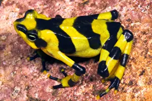 Gerahmter Druck : Harlekin-Frosch Gerahmter Druck : Harlekin-Frosch