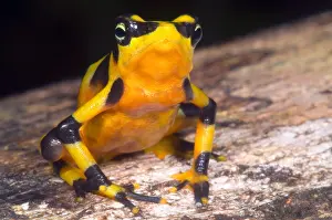 Gerahmter Druck : Harlekin-Frosch Gerahmter Druck : Harlekin-Frosch