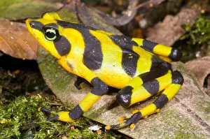 Critically Endangered Animals Drucke: Harlequin Toad
