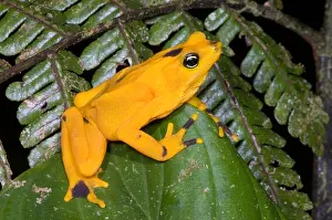Gerahmter Druck : Harlekin-Frosch