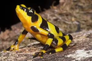 Gerahmter Druck : Harlekin-Frosch Gerahmter Druck : Harlekin-Frosch