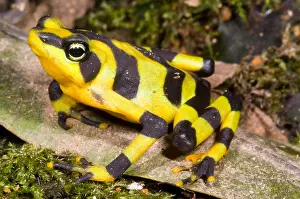 Gerahmter Druck : Harlekin-Frosch
