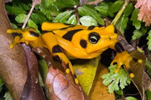Gerahmter Druck : Harlekin-Frosch Gerahmter Druck : Harlekin-Frosch