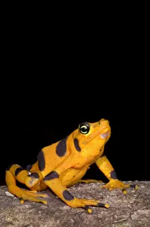 Gerahmter Druck : Harlekin-Frosch Gerahmter Druck : Harlekin-Frosch