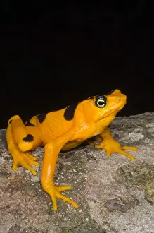 Gerahmter Druck : Harlekin-Frosch Gerahmter Druck : Harlekin-Frosch