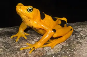 Gerahmter Druck : Harlekin-Frosch