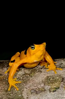 Gerahmter Druck : Harlekin-Frosch Gerahmter Druck : Harlekin-Frosch