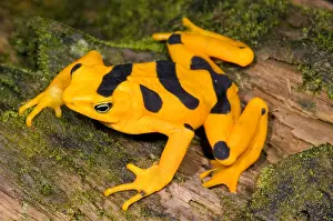 Gerahmter Druck : Harlekin-Frosch Gerahmter Druck : Harlekin-Frosch