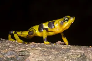 Wildlife Conservation Efforts Drucke: Harlequin Toad
