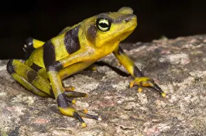 Critically Endangered Frogs Drucke: Harlequin Toad