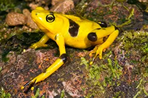 Gerahmter Druck : Harlekin-Frosch Gerahmter Druck : Harlekin-Frosch