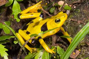 Wildlife Conservation Efforts Drucke: Harlequin Toad