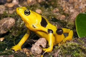 Critically Endangered Frogs Drucke: Harlequin Toad