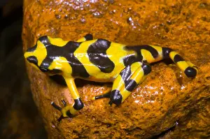Harlequin Toad