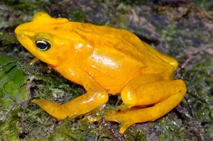 Gerahmter Druck : Harlekin-Frosch