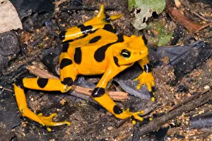 Wildlife Conservation Efforts Drucke: Harlequin Toad