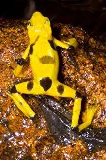 American Wildlife Animals Drucke: Harlequin Toad